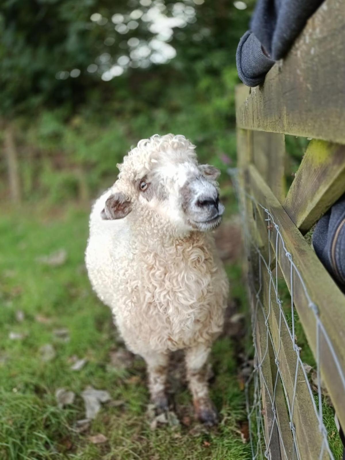 The Lambing Shed, Cornwall Altarnun ภายนอก รูปภาพ